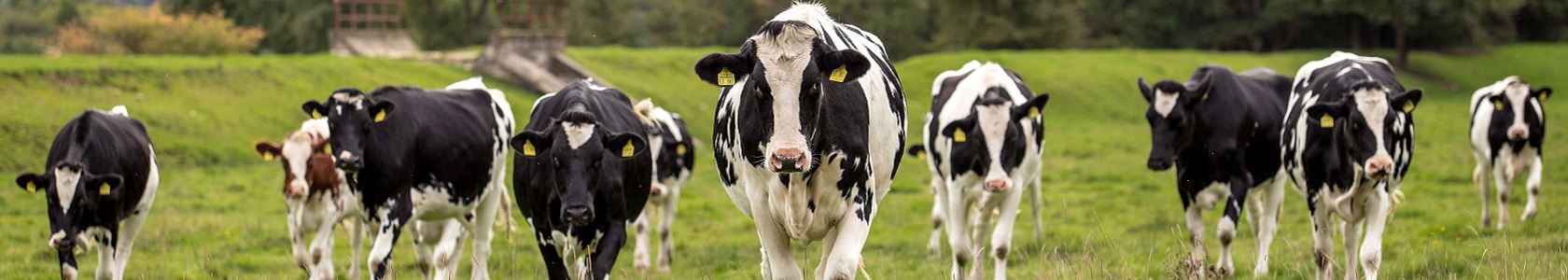 Black and white cows in a grassy field 